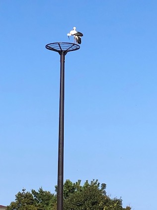 コウノトリの巣塔